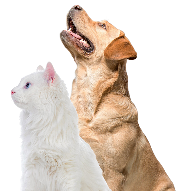 Çanakkale Veteriner